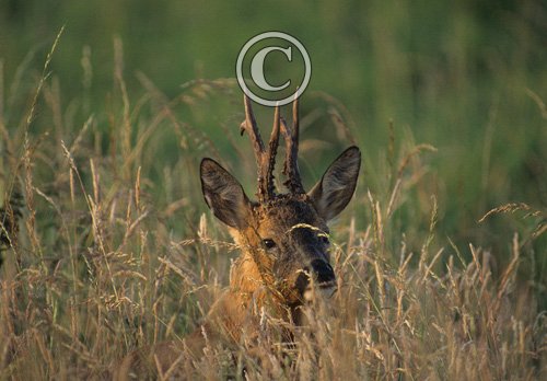 Roe Deer Buck DM0652